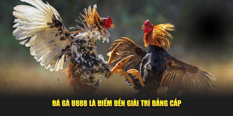 Hướng dẫn cách truy cập và tham gia nhanh cùng đá gà U888