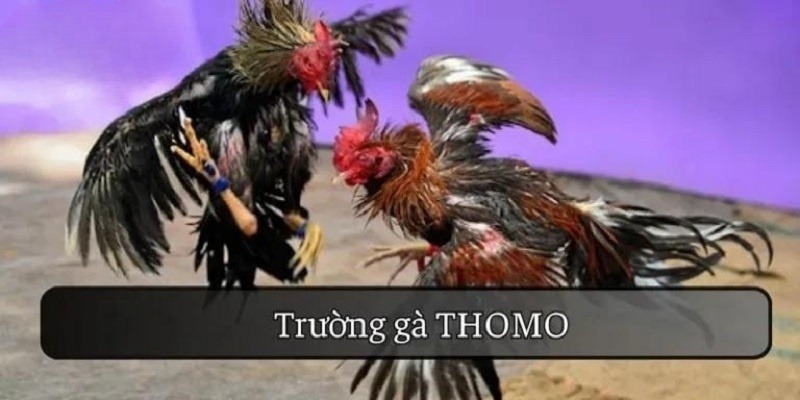 Trường gà Thomo sở hữu nhiều hình thức đầu tư hấp dẫn