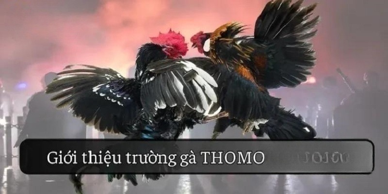 Trường gà Thomo là sân chơi chọi kê đẳng cấp hiện tại